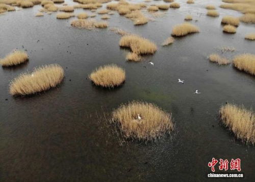 武威生態(tài)新畫卷 雪豹做客，黃沙披綠，生態(tài)材料銷售前景廣闊